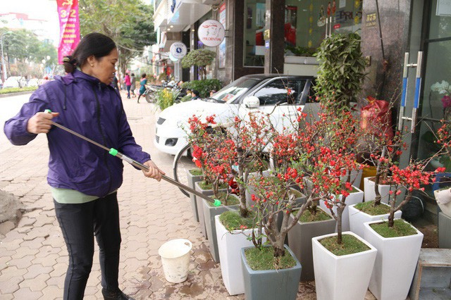 Cũng giống như các loại hoa đào và hoa mai truyền thống của Việt Nam, hoa mai đỏ có cách chăm sóc khá đơn giản, dễ dàng.