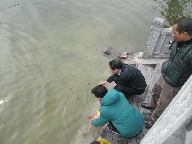 Vớt từng con cá để thả xuống hồ.
