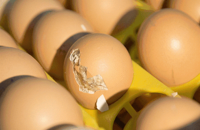 ...có khu ấp trứng riêng để trứng nở thành vịt hay gà con.