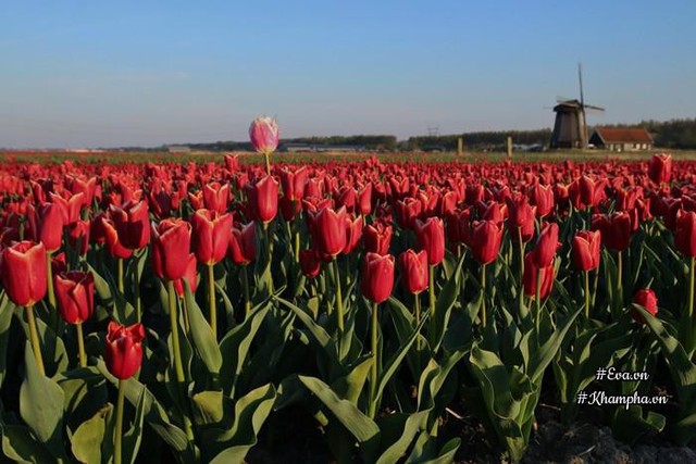 Không gian làng quê ngập tràn hoa tulip nơi chị Lips và gia đình đang sinh sống.