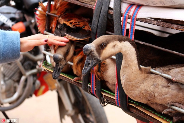 Một người lao động di cư mang theo cả những con ngỗng v&agrave; g&agrave; m&agrave; anh nu&ocirc;i tại Quảng Đ&ocirc;ng về nh&agrave;.