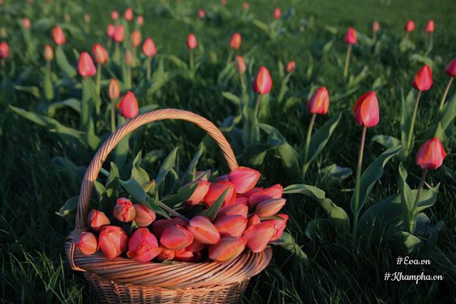 Chị và cậu con trai nhỏ thường đi mót củ hoa tulip về trồng.
