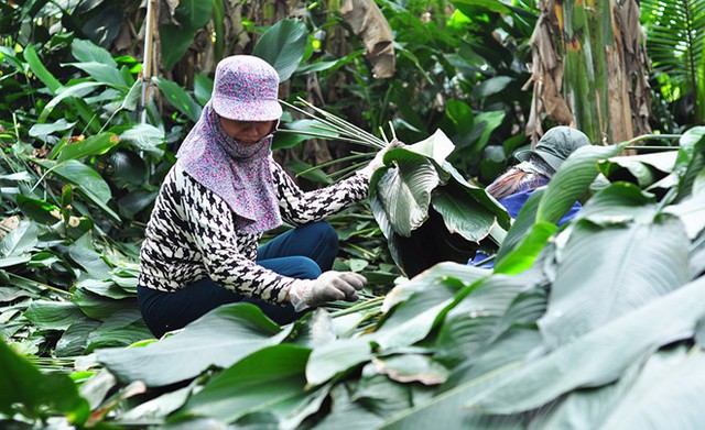 Phân loại lá để bán cho khách hàng. Ảnh: Ngọc An.