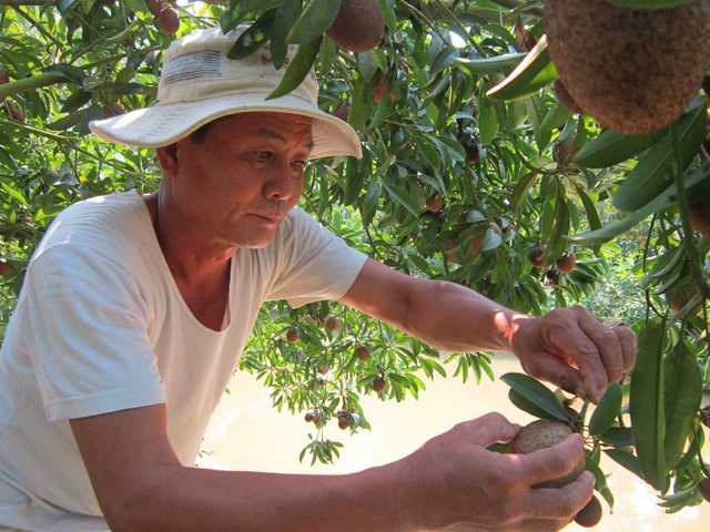 Ông Lâm Văn Đực cho biết, sapôchê là loại cây dễ trồng cho trái 8 lần/năm.