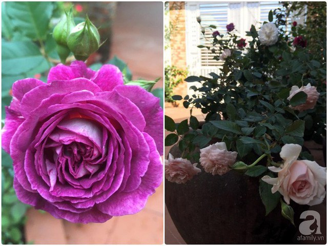 Hoa hồng trồng trong chum cũng có nét đẹp riêng, quyến rũ nhưng rất đỗi bình dị.