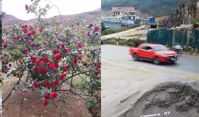 Chiếc xe bán tải màu đỏ trộm hoa hồng của cậu bé dân tộc bị camera của người dân ghi lại.