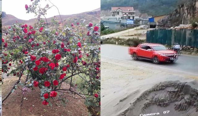 Chiếc xe b&aacute;n tải m&agrave;u đỏ trộm hoa hồng của cậu b&eacute; d&acirc;n tộc bị camera của người d&acirc;n ghi lại.