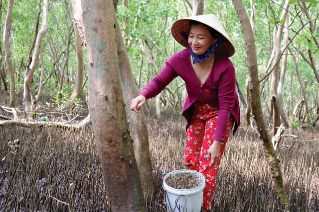 Bà Tạ Kim Hiền thu hoạch ốc len.