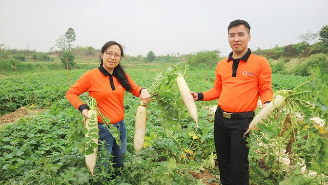 Củ cải trắng được nhanh chóng thu mua và trả tiền trực tiếp cho các hộ nông dân tại xã Tráng Việt.