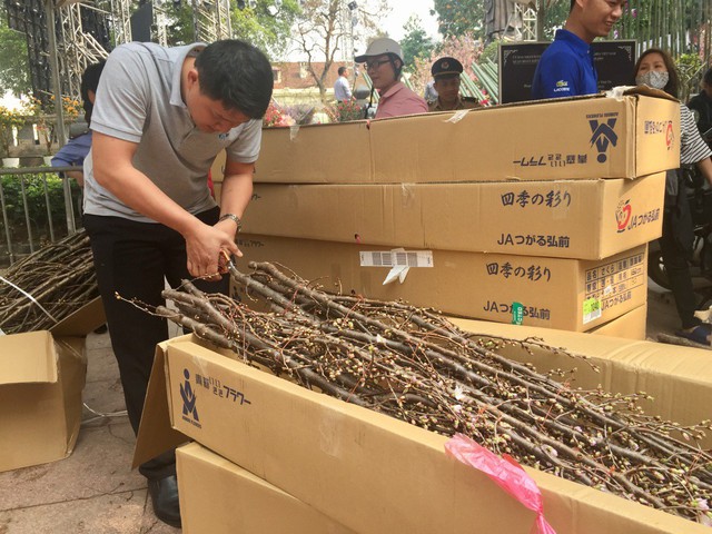 Những thùng hoa anh đào được đóng gói tại Nhật Bản chuyển sang Việt Nam.