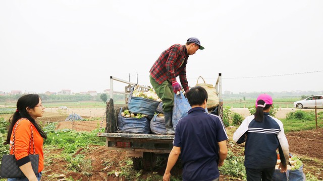 Nông dân xã Tráng Việt thu hoạch củ cải để kịp bán ra thị trường.