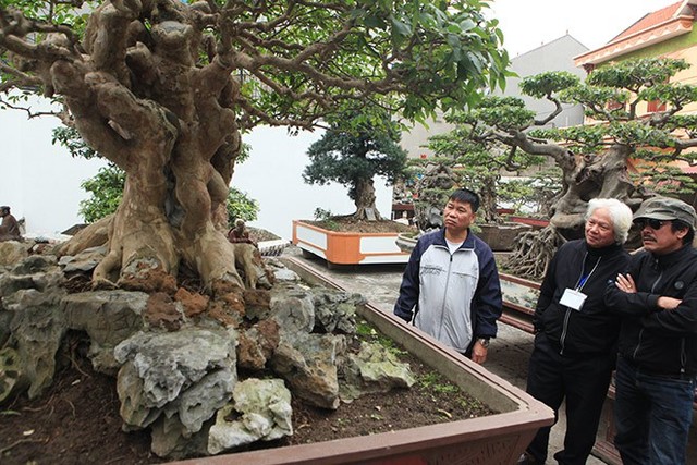 Anh Toàn cho biết, mua cây bằng lăng cách đây 20 năm. Trải qua nhiều năm, nhiều đại gia đã đến trả giá nhưng anh không bán. Anh thường đem cây đến các triển lãm ở khắp mọi miền đất nước để người dân cũng như giới chơi cây chiêm ngưỡng.