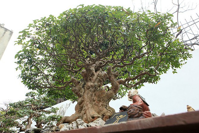 Theo anh Toàn, để có được cây bằng lăng thân to, ngắn có dáng như thế này cây phải được nghệ nhân xưa chăm sóc, uấn nắn từ khi mới trồng.