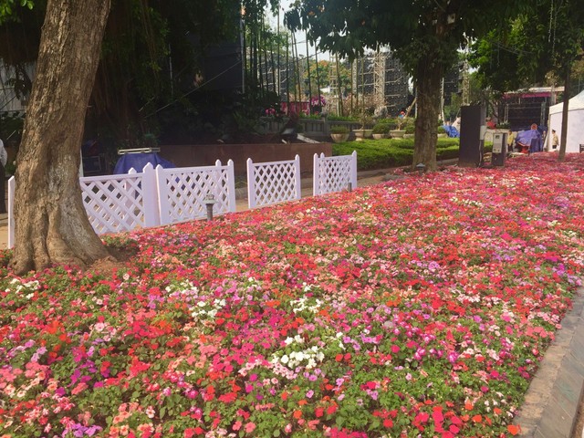 Hàng nghìn chậu hoa cẩm chướng để sát nhau thành những thảm hoa dài rộng.