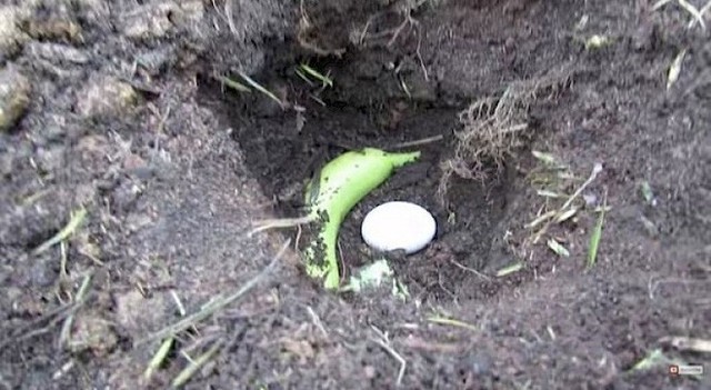 Đặt trứng và một quả chuối vào đất. (Ảnh: Internet)