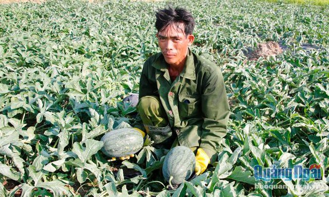 Dưa hấu đầu vụ 2018 của nông dân xã Tịnh Hiệp (Sơn Tịnh) đã chuẩn bị cho thu hoạch.