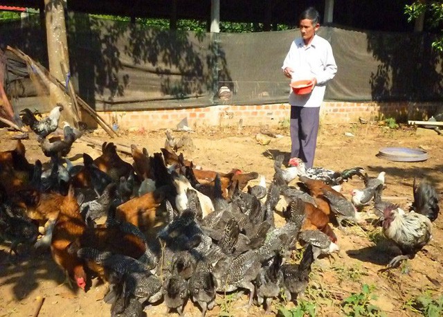 Ông Ba Thành với đàn gà nhiều chủng giống khác nhau.