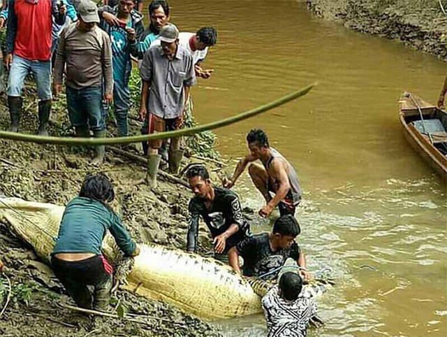 Con cá sấu bị bắn chết khi xuất hiện gần bờ sông.