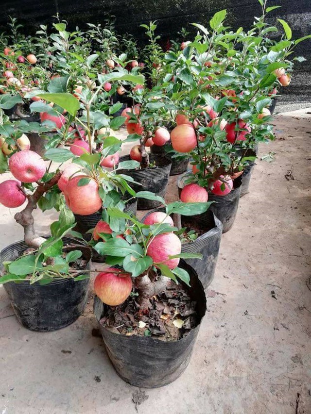 
Táo bonsai Trung Quốc. Ảnh: Vietnamnet.
