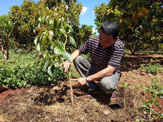 Theo ông Nguyễn Tấn Dũng, việc cắt ghép giống bơ Mỹ lên gốc bơ thường khá đơn giản và tỷ lệ sống được khoảng hơn 90%.