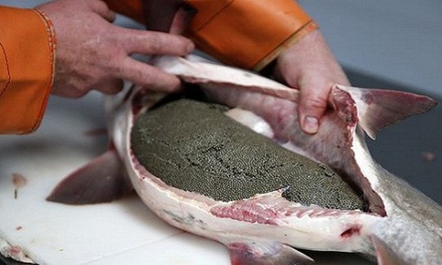 Để lấy trứng cá caviar, người thợ phải cẩn thận trong quá trình rạch bụng cá. Ảnh: Cincinnati Enquirer.