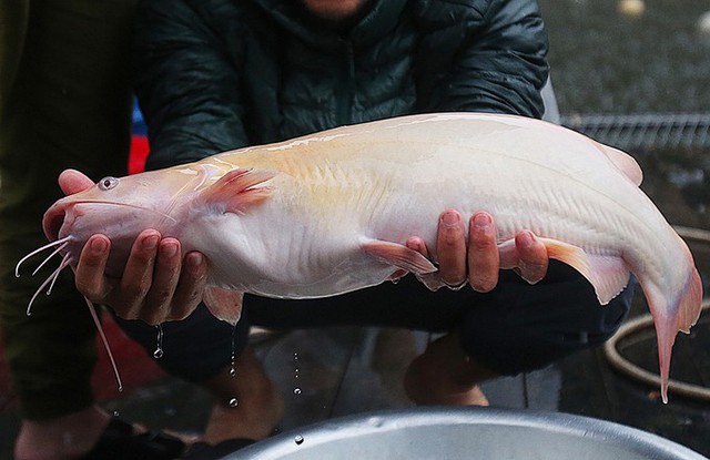 Cá lăng trắng là giống cá ít người nuôi, hiếm có ngoài tự nhiên. Toàn bộ lồng cá của ông Lưu Văn Hạnh có khoảng 20.000 cá lăng đen nhưng chỉ có vài con màu trắng. Giống cá này chậm lớn, thịt thơm và chắc nên có giá trị gấp đôi cá lăng đen.
