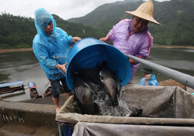 Năm 2017, nhà tôi khai thác được 60 tấn cá. Năm 2018 dự kiến đạt 100 tấn, doanh thu khoảng 3 tỉ đồng, ông Lưu Văn Hạnh nói.