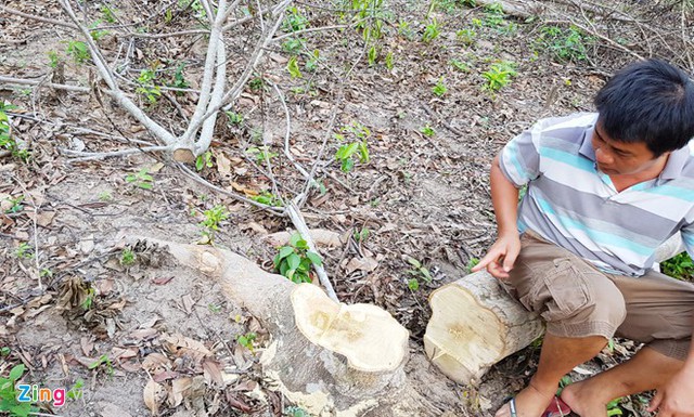 Ông Phạm Văn Sỹ ở khu phố 7, thị trấn Dương Đông đưa phóng viên đi vào rừng ở Phú Quốc để ghi nhận thực tế rừng chảy máu trong cơn sốt giá đất. Ảnh: Việt Tường.