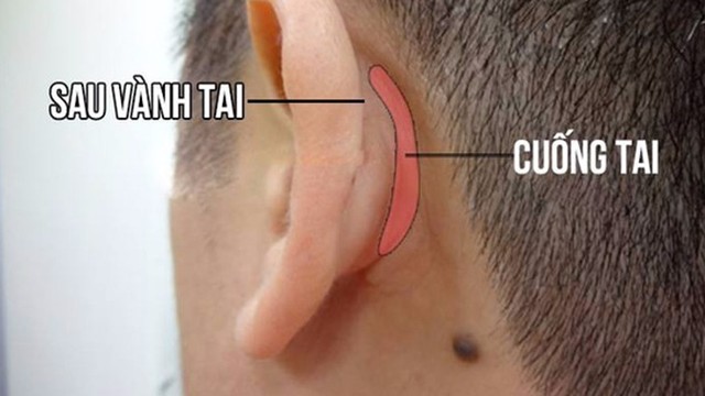 Lưu ý: Không nên mát xa vào vị trí cuống tai vì sẽ làm tăng huyết áp (Ảnh minh họa)