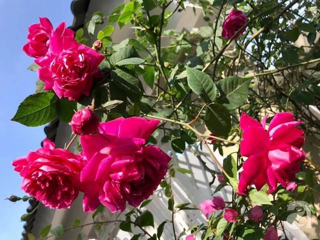 Chị Mai Liên cho biết, để có được không gian ngập tràn hoa hồng, chị thường chọn mua cây có thân chính rõ ràng, ít cành tăm con, không cần nhiều mầm nhưng quan trọng là cây khỏe.