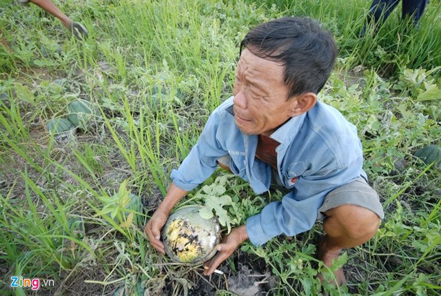 Tấm ảnh nông dân Bùi Khánh Đãng ở Cần Thơ khóc trên ruộng dưa vào năm 2014 khi dưa bị hỏng sau mưa khiến không ít người ám ảnh. Cảnh được giá thì mất mùa, được mùa thì mất giá, phải giải cứu diễn ra thường xuyên với không ít loại nông sản, trong đó có dưa hấu. Ảnh: Ngọc Trinh.