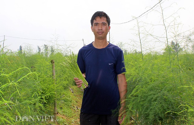 Anh Dương Hoàng Lai đang thu hoạch những mầm non măng tây sạch vào sáng sớm tại thửa ruộng của mình. Cây măng tây trồng một lần nhưng có thời gian  canh tác lên đến 7 – 8 năm, trung bình mỗi năm thu hoạch được 3 đợt, mỗi đợt thu hoạch 3 tháng liên tục rồi nghỉ cây 1 tháng.