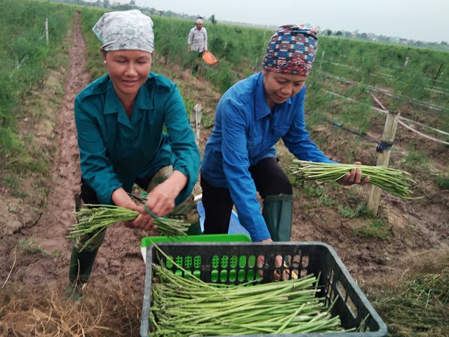 Mỗi ngày Chung thu hái 50kg măng tây xanh, đút túi 4 triệu đồng.