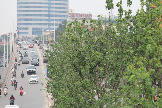 
Cuối tháng 3, đầu tháng 4/2018, hàng cây phong trên đường Trần Duy Hưng bất chấp thời tiết nóng nực tại Hà Nội đã sinh trưởng mạnh mẽ, cành lá sum suê.
