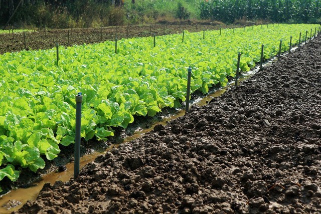 Vườn rau được ông Năm xử lý theo quy trình trồng rau an toàn, hệ thống tưới tiêu tự động cũng được đầu tư hợp lý