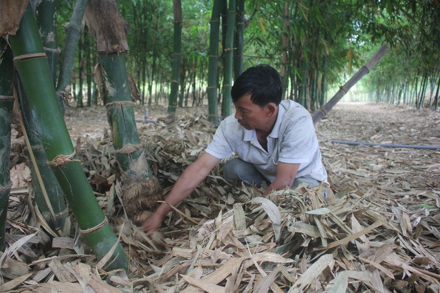 Nhiều mô hình được ông Đô đưa vào trồng