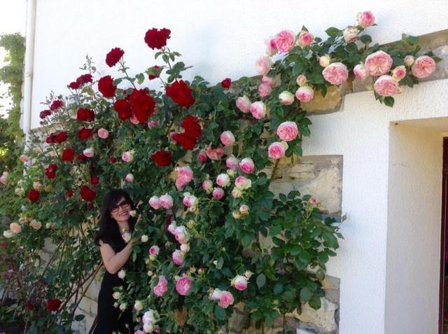 Chị Thùy Dương đang định cư ở Pháp, luôn khiến cho hội chị em thích trồng hoa mê mệt bởi khu vườn rộng 1ha ngập tràn hương thơm hoa hồng của mình.