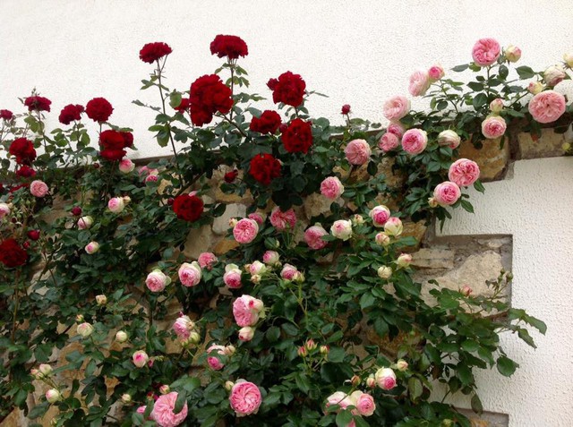 Chị đặc biệt thích trồng hồng bởi loài hoa này không phải chăm sóc quá nhiều. Với khí hậu ở Pháp, hoa hồng phát triển tốt và ra hoa suốt 2 mùa, từ giữa tháng 4 đến tận hết tháng 10, chị Thùy Dương tâm sự.