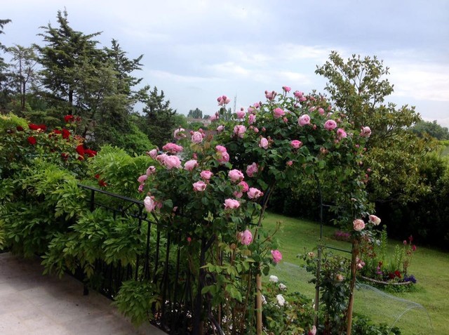 Hiện nay vườn chị có khoảng 90 cây hồng leo và hồng bụi, chị vẫn đang trong giai đoạn sưu tầm các giống hồng lạ và đẹp cho hương thơm và lâu tàn.