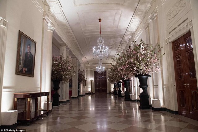 Nhà Trắng cũng được trang hoàng bằng 1.200 cành hoa anh đào được cắm trong các bình màu đen, cỡ lớn.