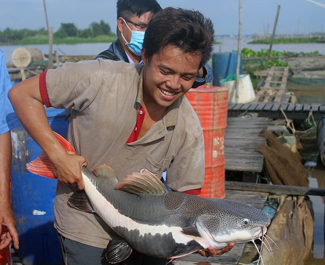 Cá Hồng Vỹ