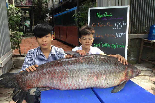 
Cá trắm đen nặng 55kg bắt được ở hồ Thác Bà được một nhà hàng ở Hà Nội mua về.
