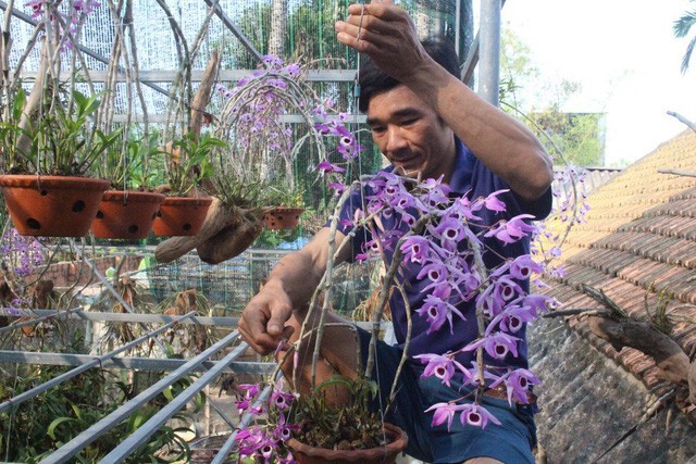 Một gi&ograve; ho&agrave;ng thảo t&iacute;m được anh Long rất ưng &yacute;