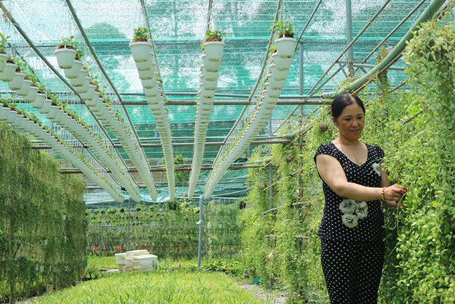 
Bà Nga luôn mạnh dạn trồng các giống hoa kiểng mới
