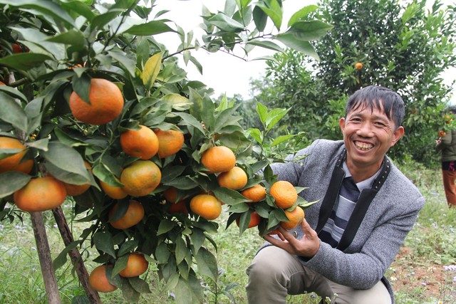 'Một góc khu đồi rộng hơn 2ha trồng cam của anh Nguyễn Văn Tiến. Ảnh: Trần Tuấn'