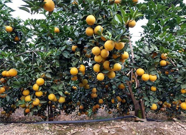 Người nông dân nhiều địa phương đua nhau mở rộng diện tích trồng cam, bưởi khiến giá của các loại cây có múi này đang ngày một giảm và đứng trước nguy cơ vỡ trận