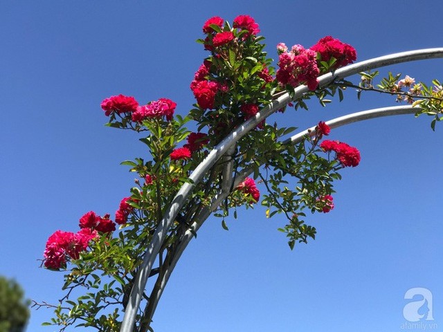 Cổng hoa hồng đẹp lãng mạn.