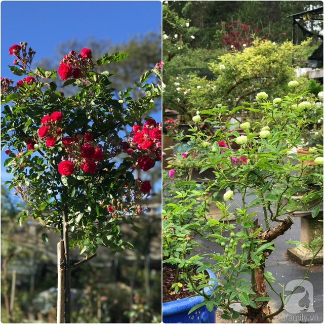 Một cây tree rose cao 2,5m và cây bonsai hoa hồng xanh.