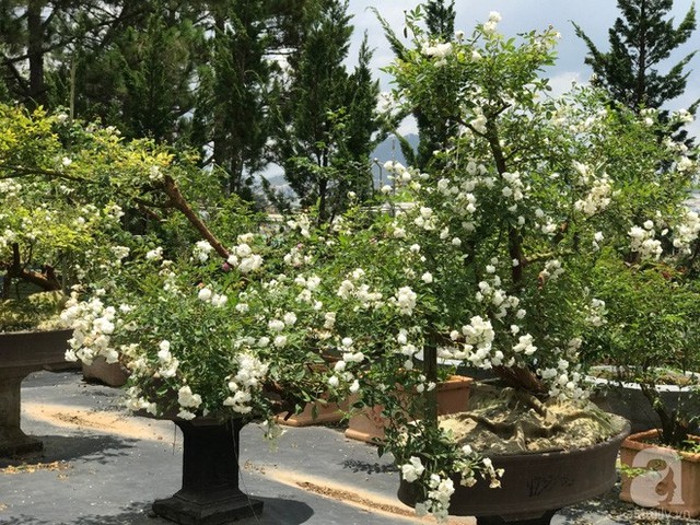 Gốc hồng bonsai khủng.