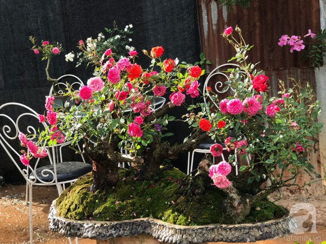 Những gốc hồng bonsai nở hoa rực rỡ.